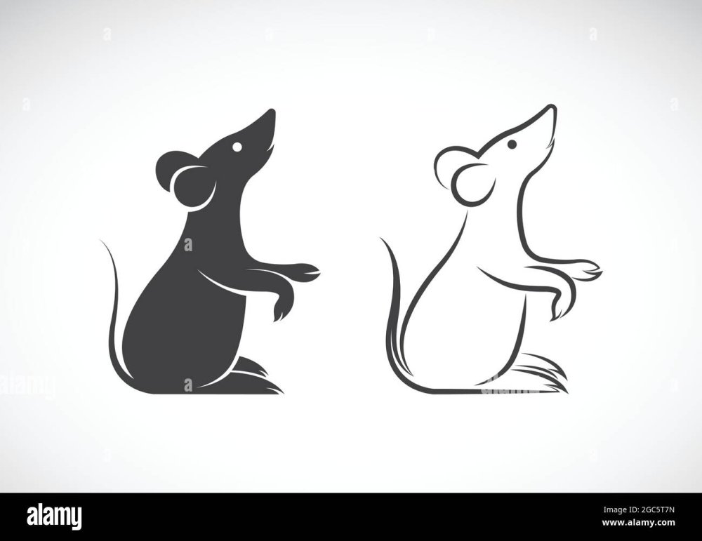 Крыса боком