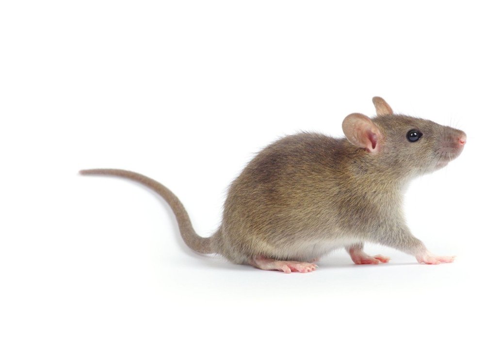 Мышь крыса суслик