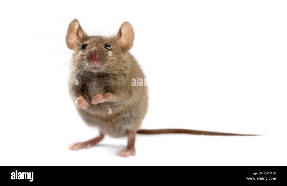 Белая крыса на задних лапах