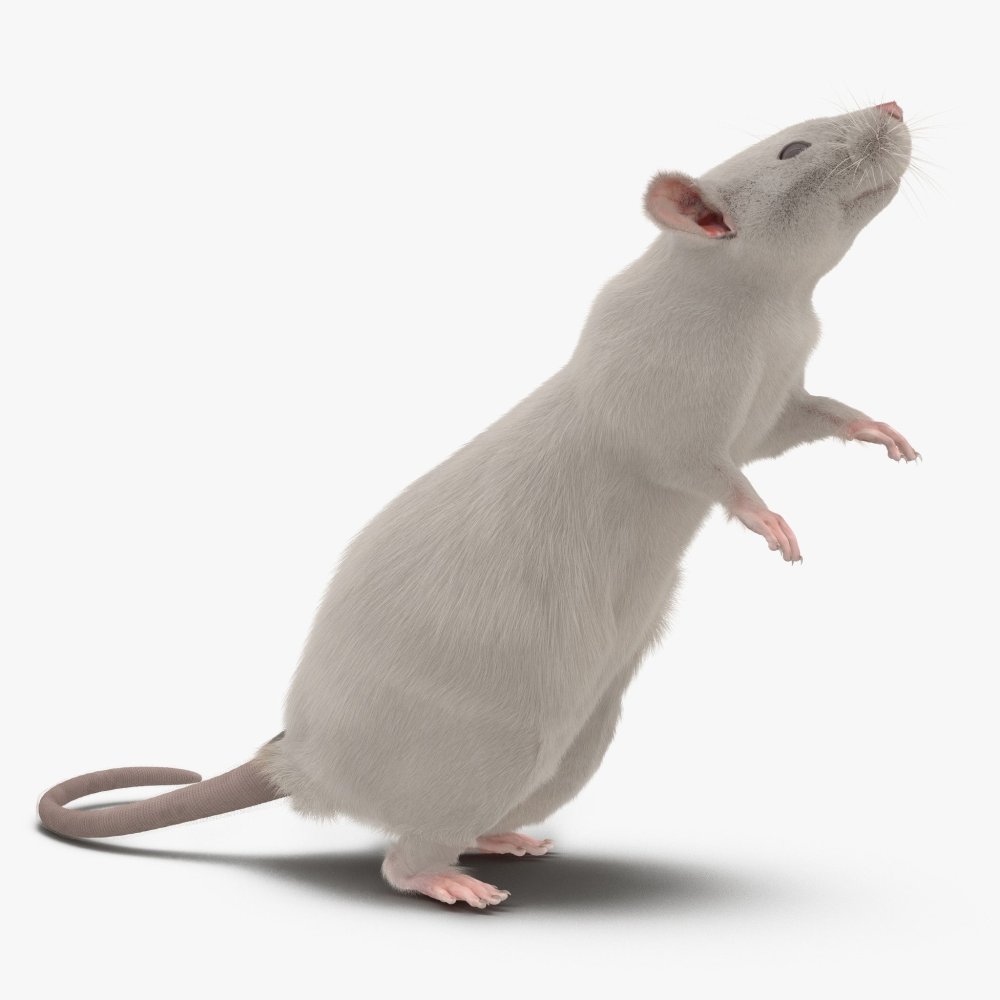 Крыса стоящая на задних лапах