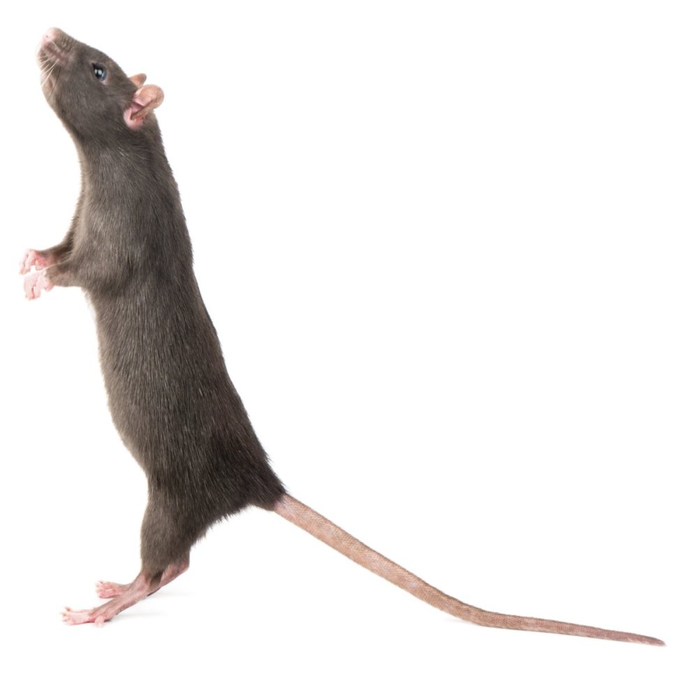 Крыса на задних лапах арт