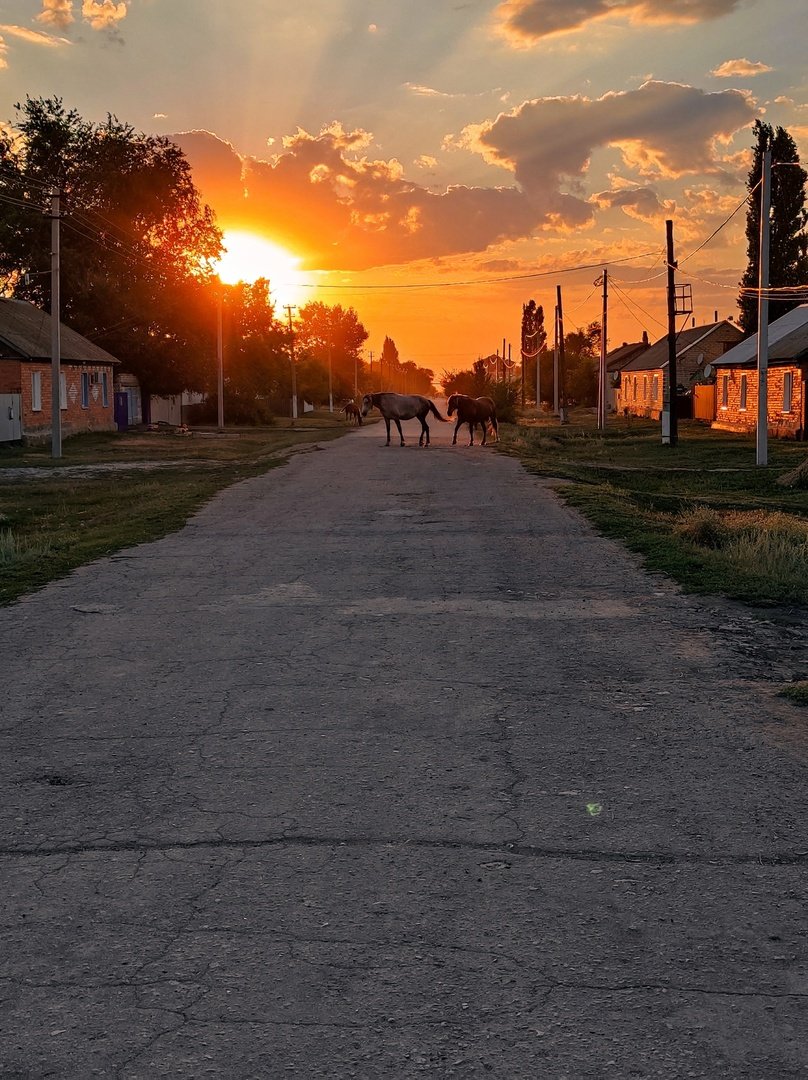 Розовый закат в лесу