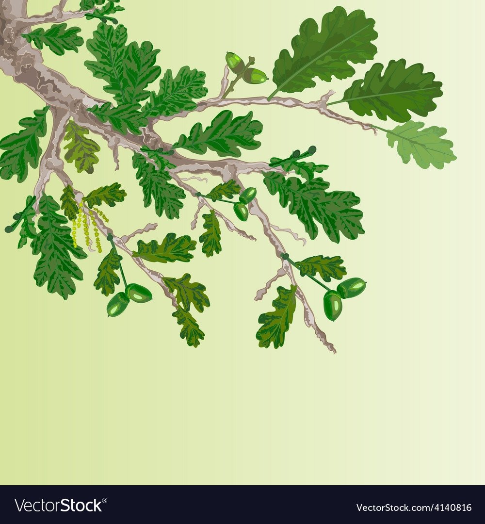 Весенние ветки дуба