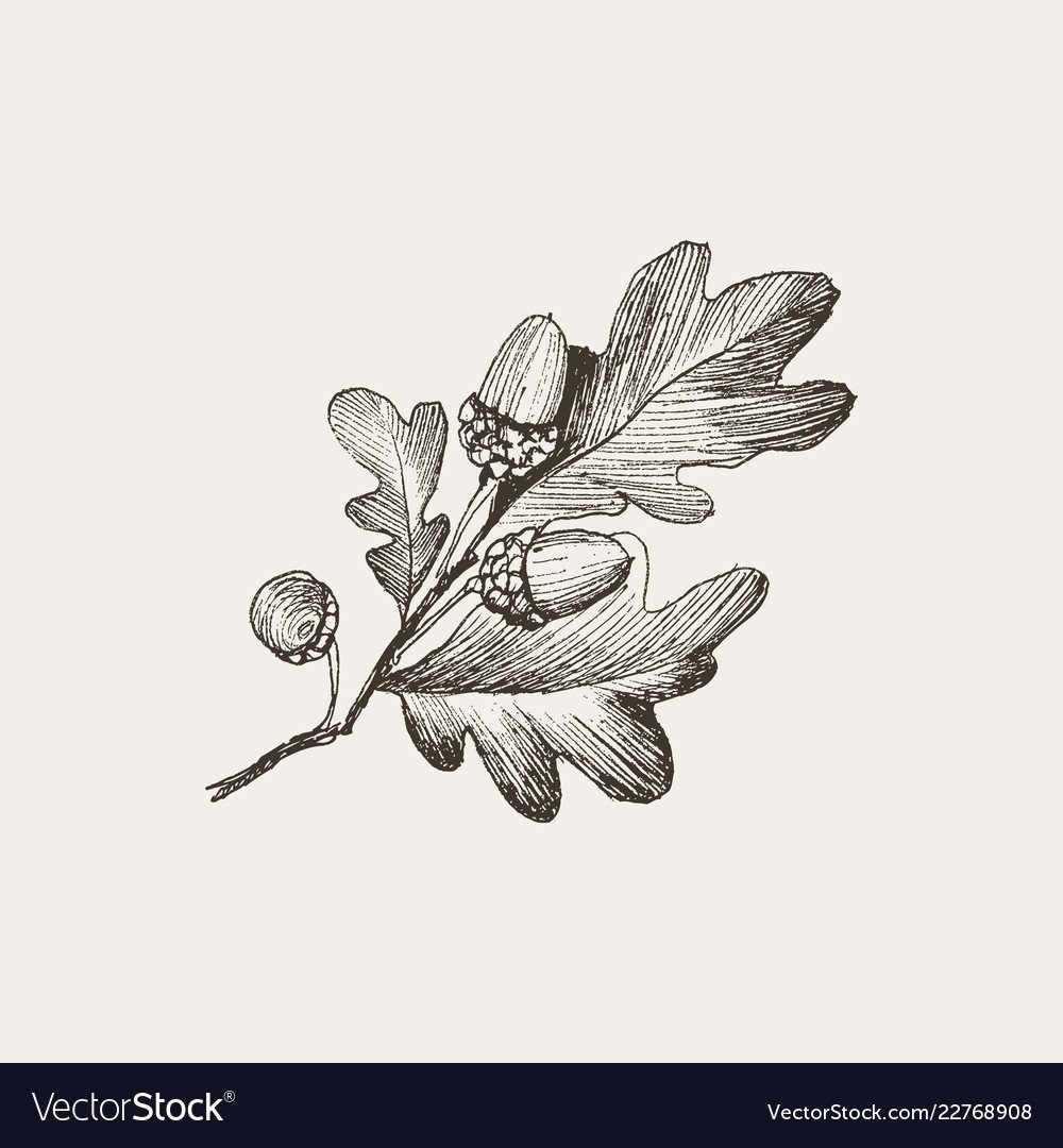 Дубовый лист