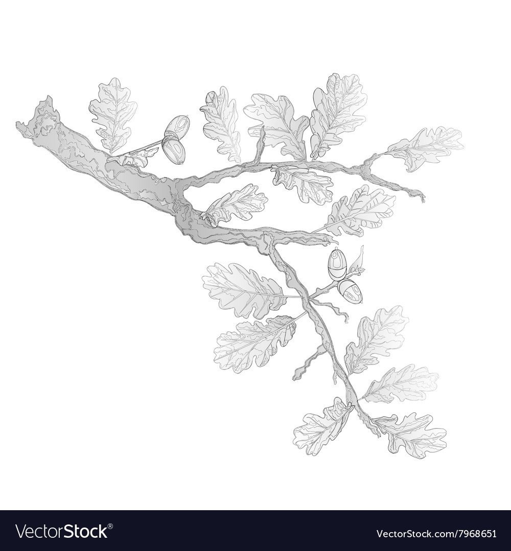 Дубовая веточка