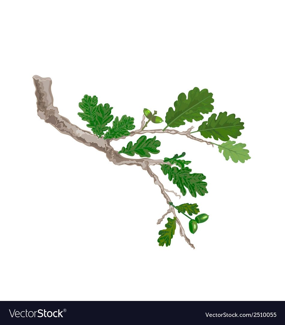 Листья дуба осень