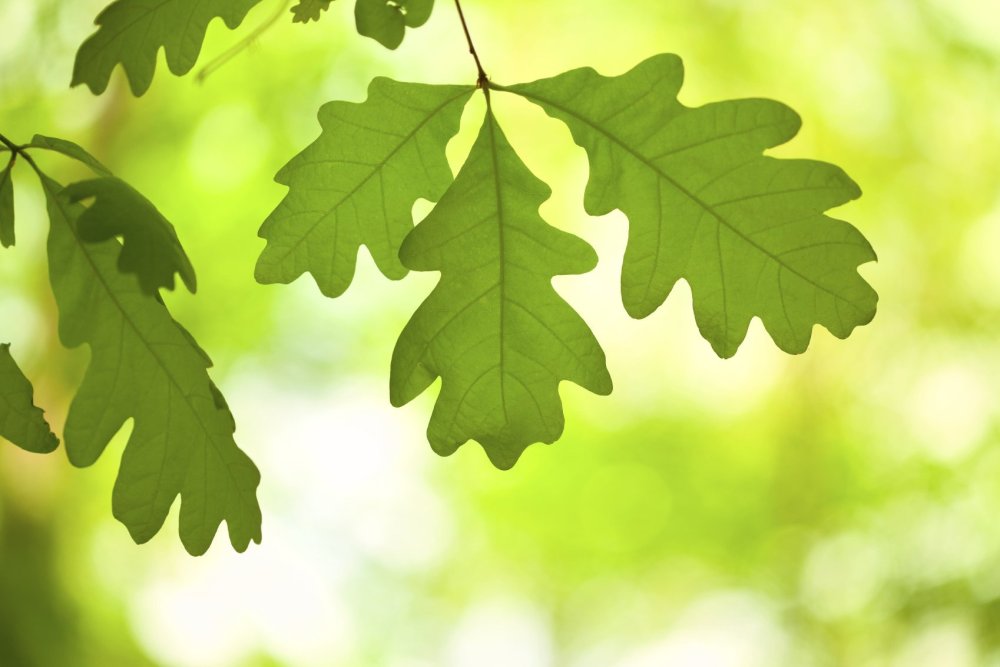 Дуб белый листья