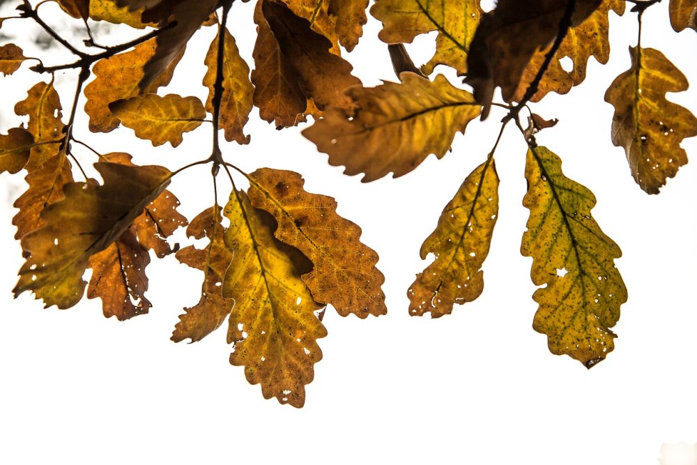 Дубовый лист на белом фоне