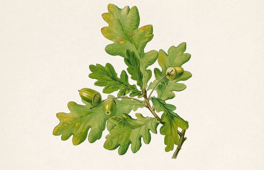 Дубовая веточка