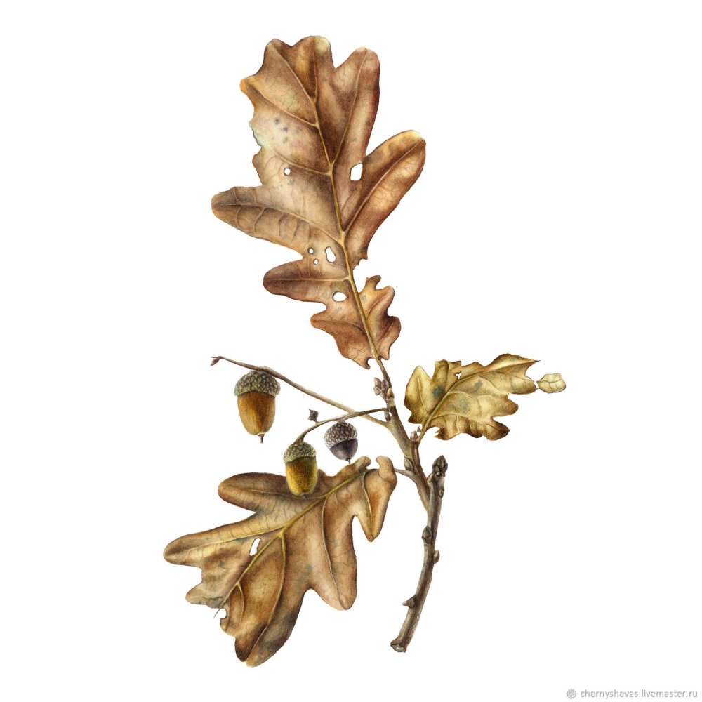 Дуб черешчатый ветка