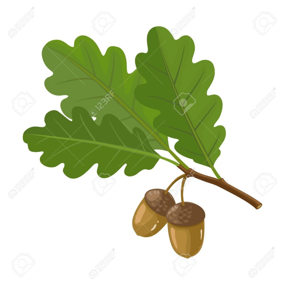 Дубовый лист с желудями