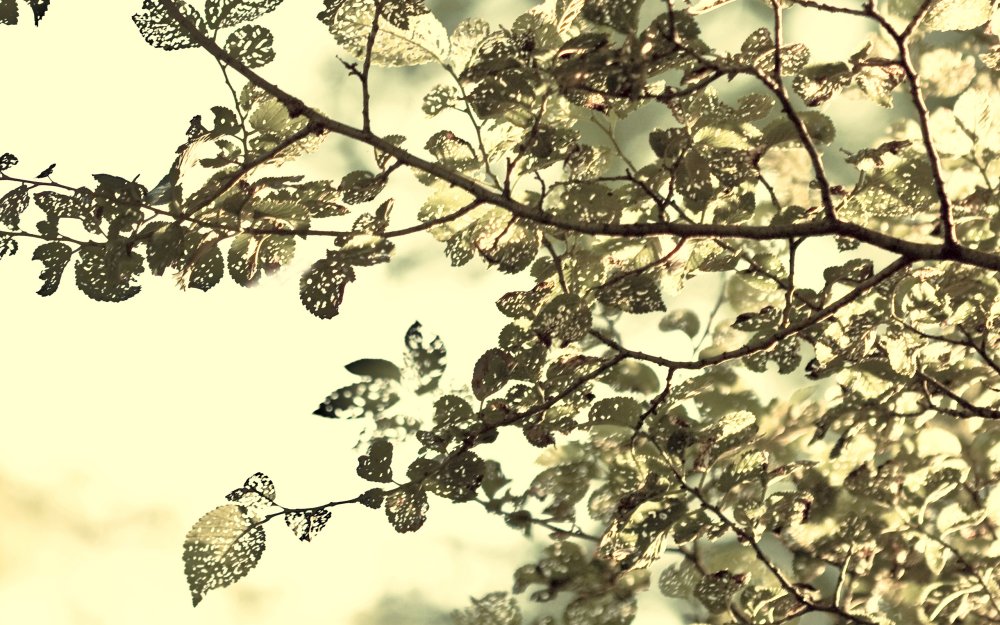 Ветки с желтыми листьями на прозрачном фоне