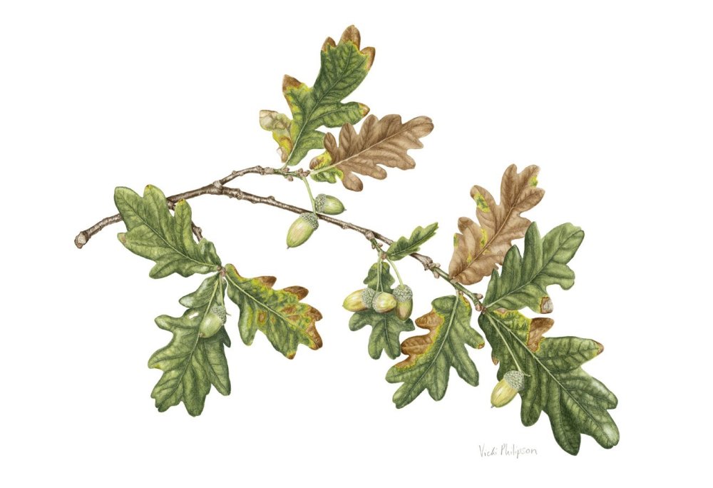 Дубовая ветвь