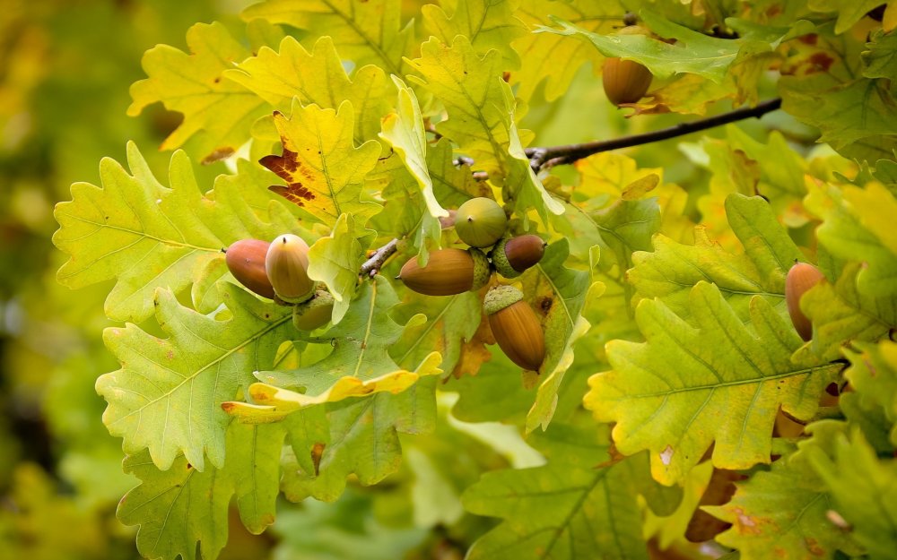 Дуб черешчатый желуди