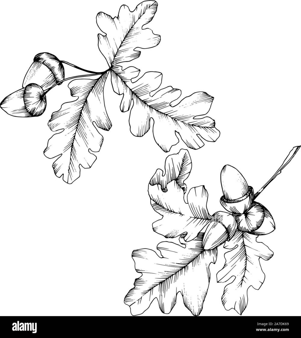 Дубовые листья ветка