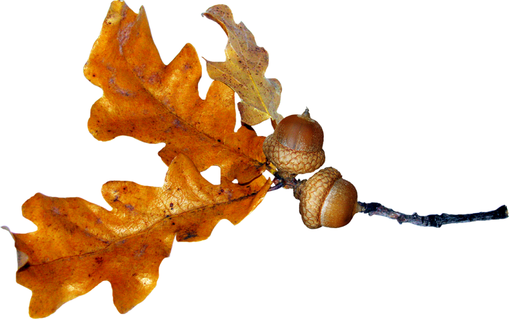 Ветка дуба