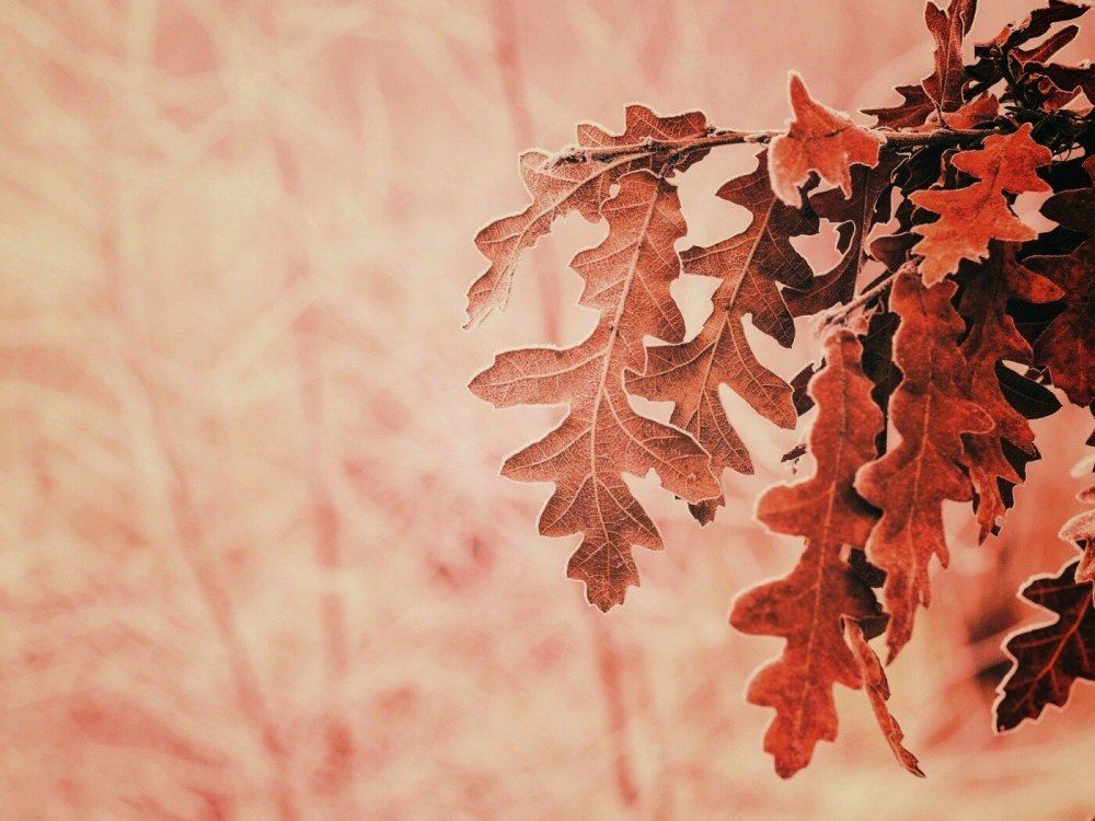 Канадский дуб желуди