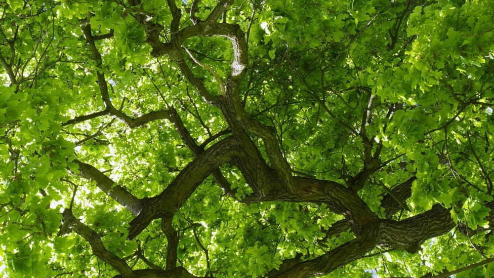 Дубовый венок