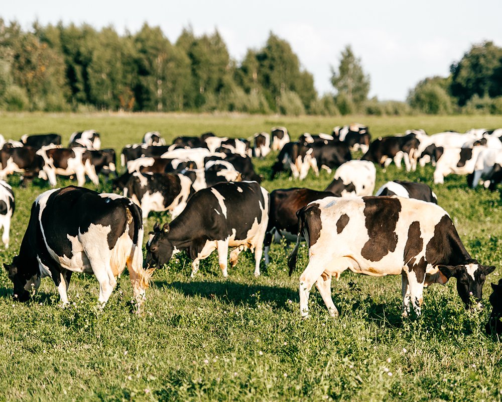 Выпас сельскохозяйственных животных