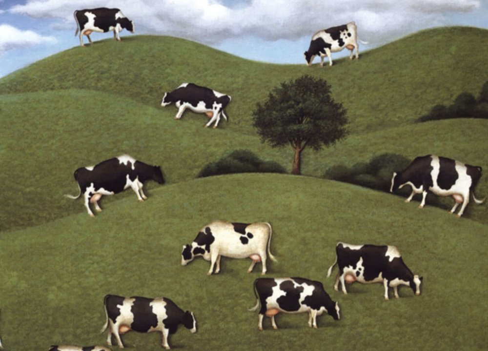 Стадо коров на белом фоне