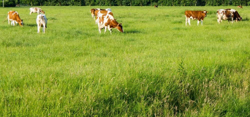 Зеленый луг с коровами
