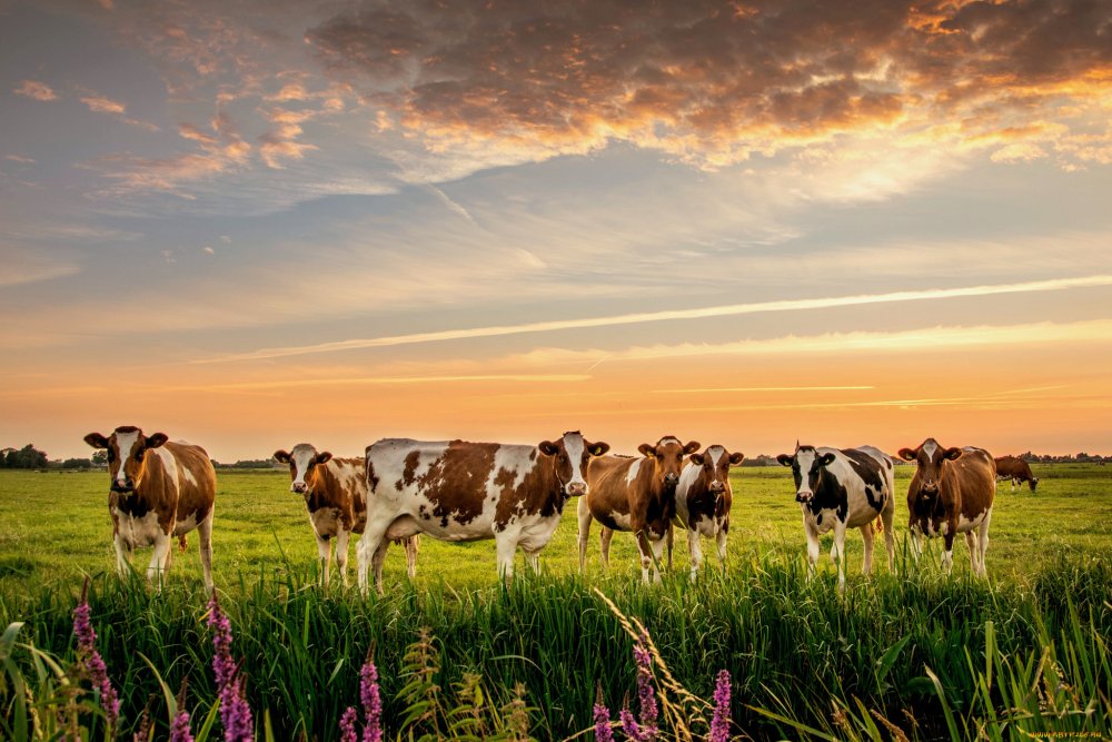 Коровы на пастбище