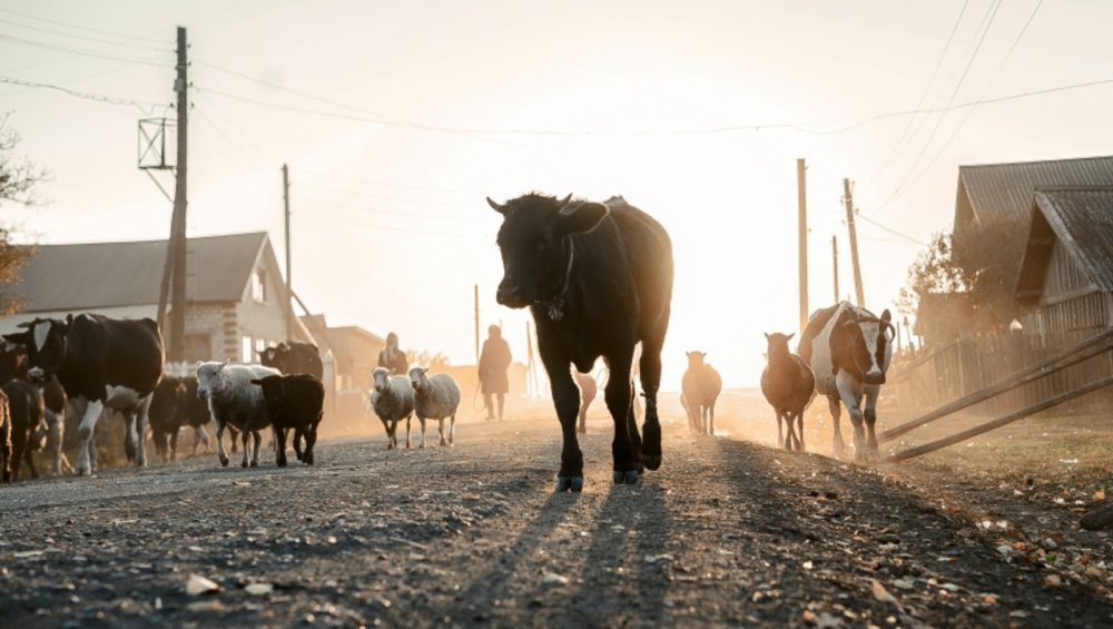 Стадо коров в деревне