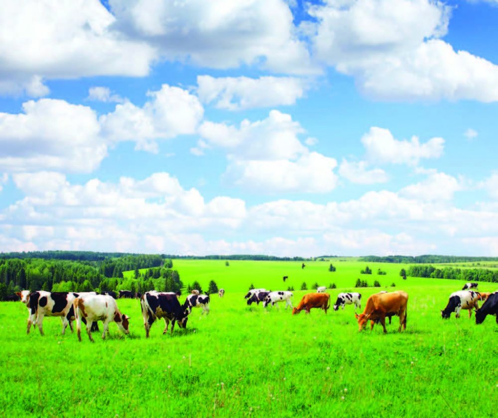 Коровы на лугу