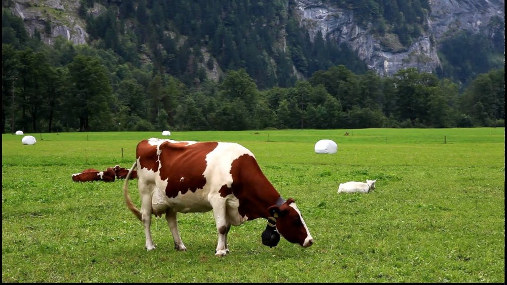 Швейцария луг Милка