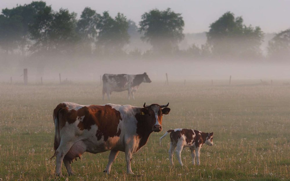 Коровы пасутся в деревне