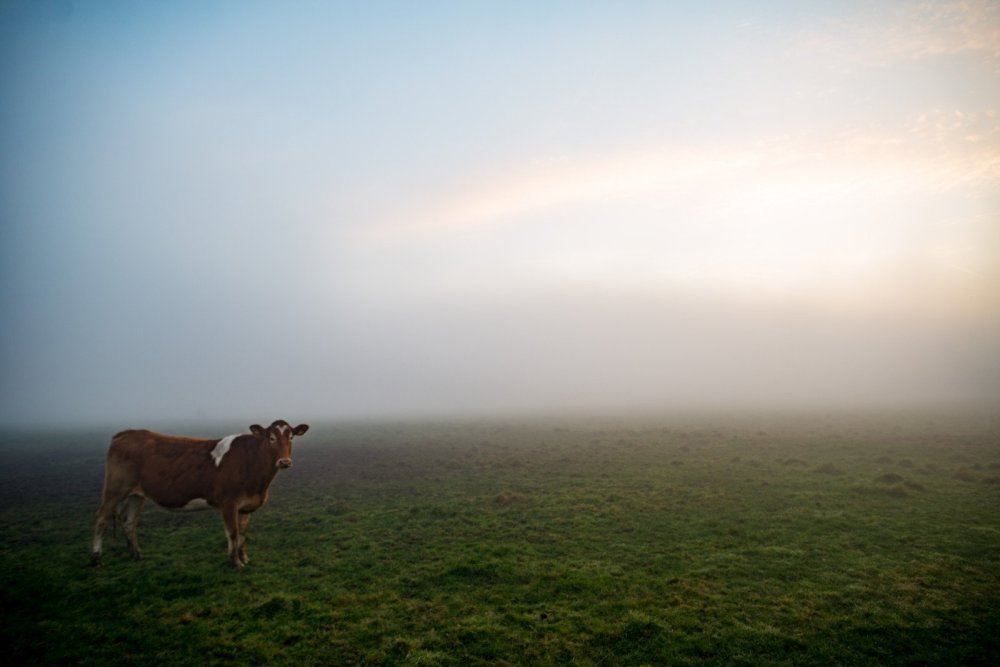 Коровы на рассвете
