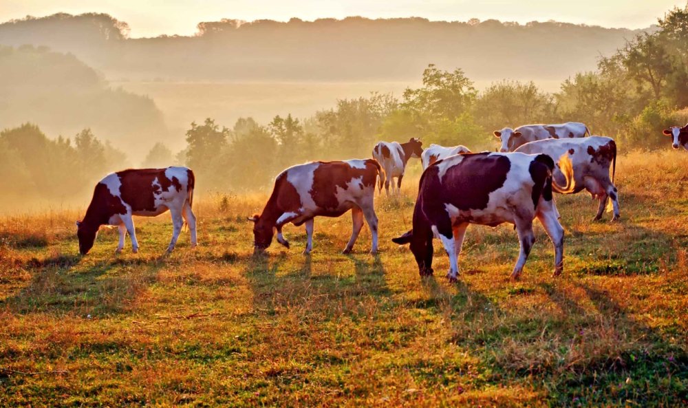 Коровы на пастбище
