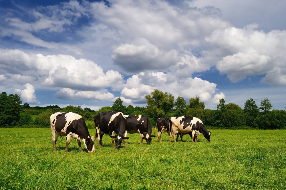 Корова в далеке