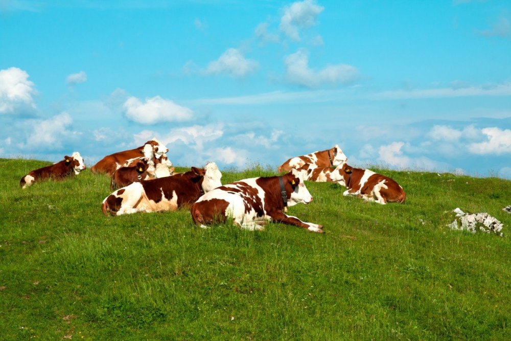 Стадо коров на лугу