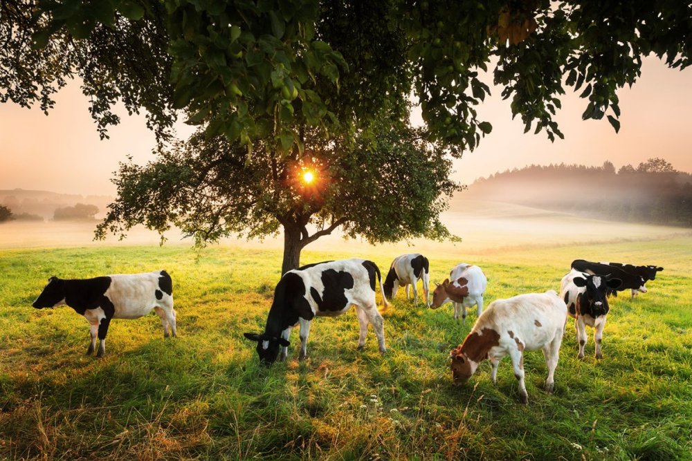 Коровы пасутся в деревне