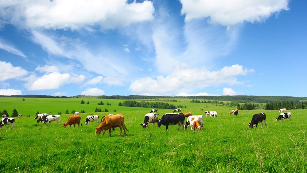 Луга и пастбища