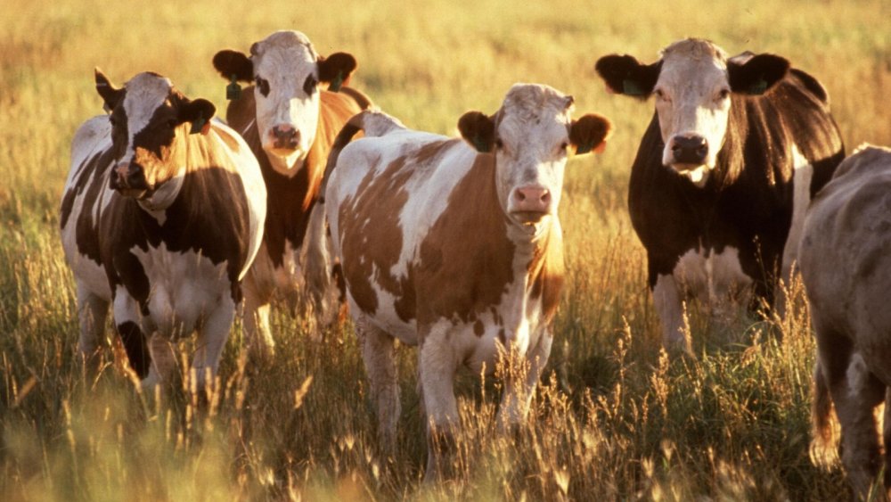 КРС фото абстракция