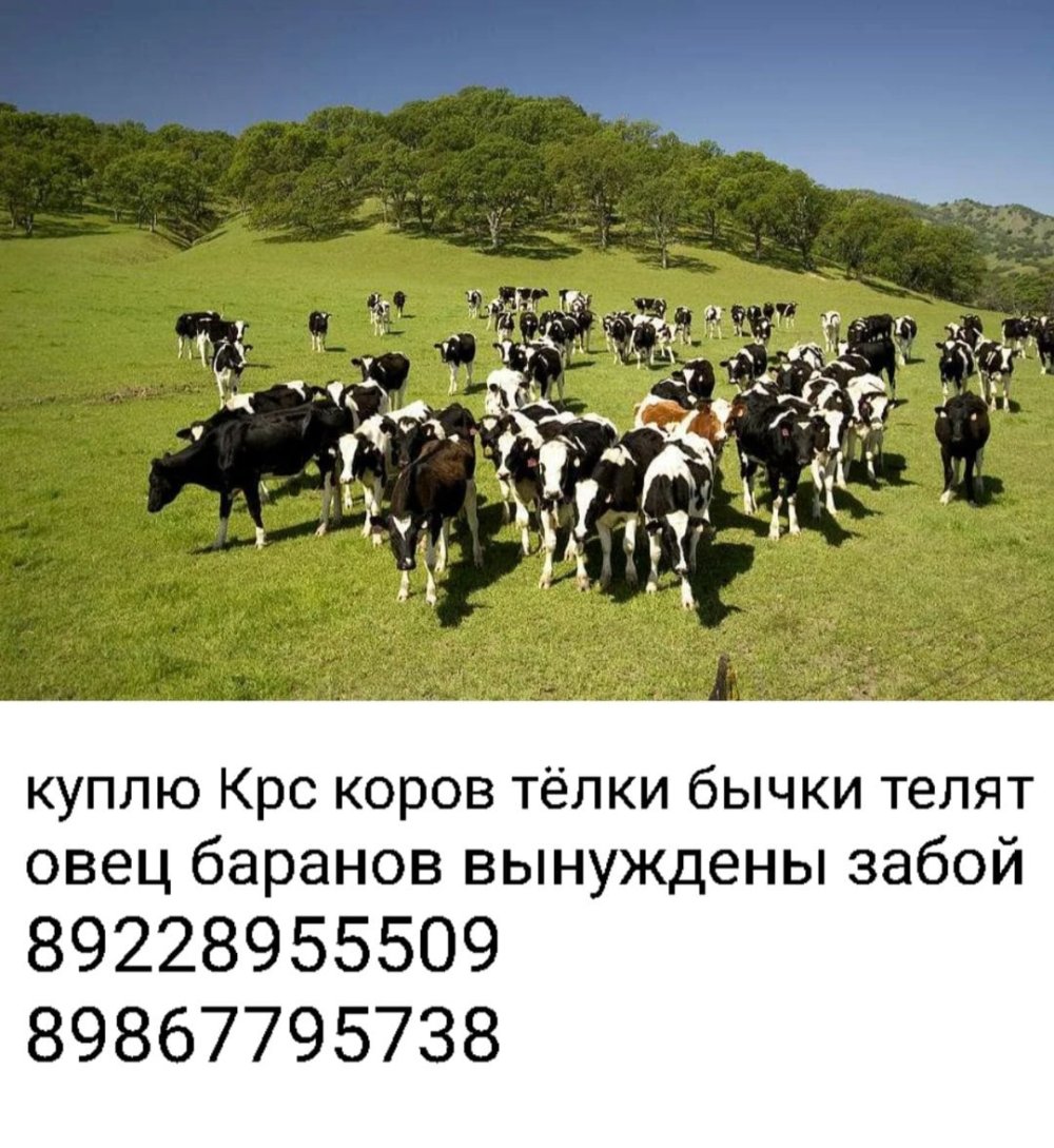 Стадо телят