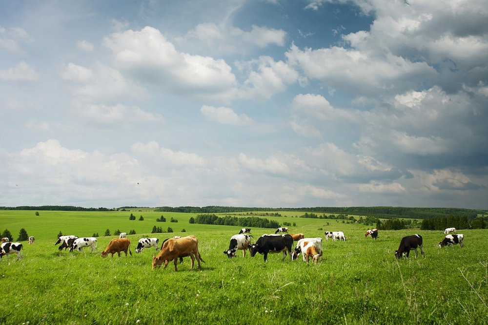 Стадо коров вдалеке