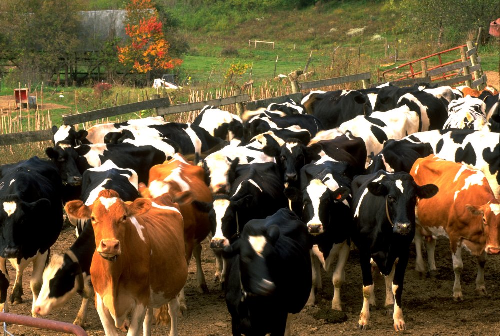 Много коров