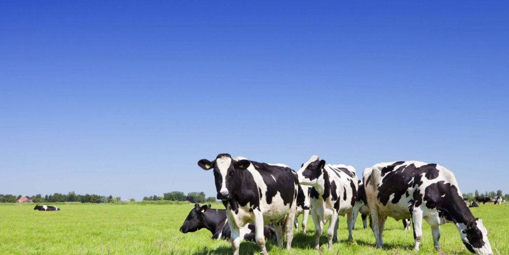 Коровы пасутся на поле