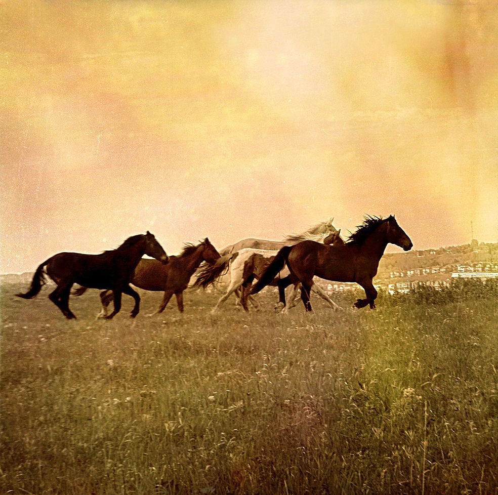 Картины с табуном лошадей