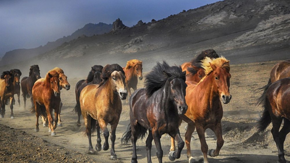 Кунашир табун мустангов