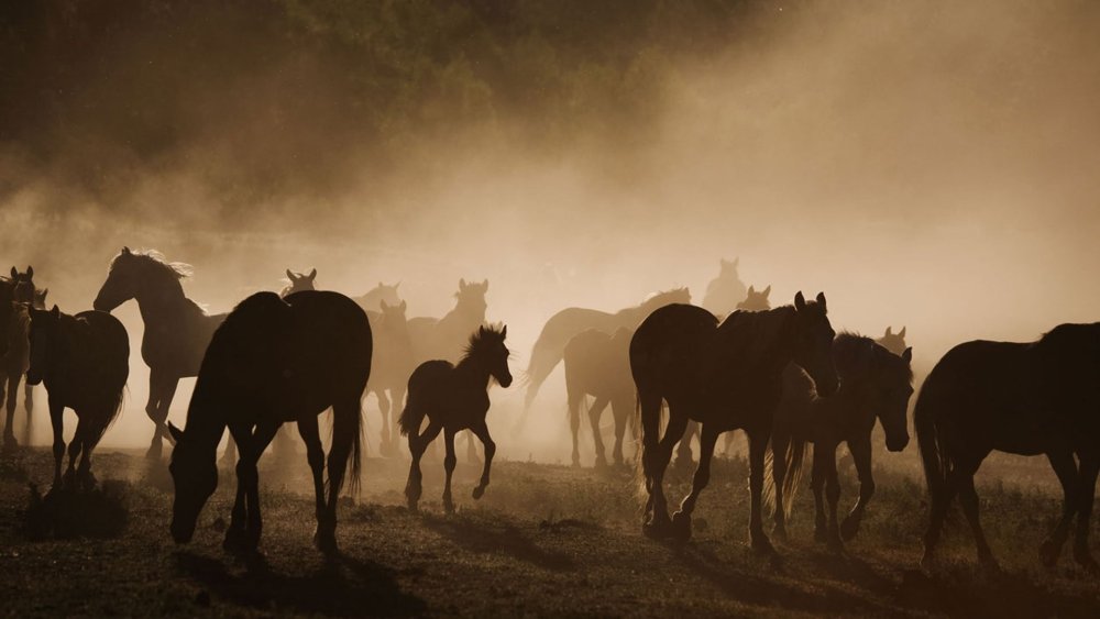 Табун бегущих лошадей по воде