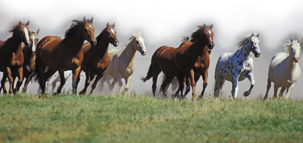 Стадо лошадей на белом фоне