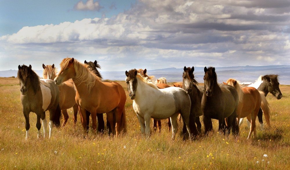 Бегущие коричневые лошади
