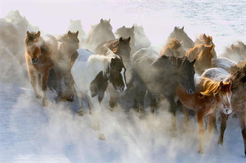 Табун лошадей в снежных горах