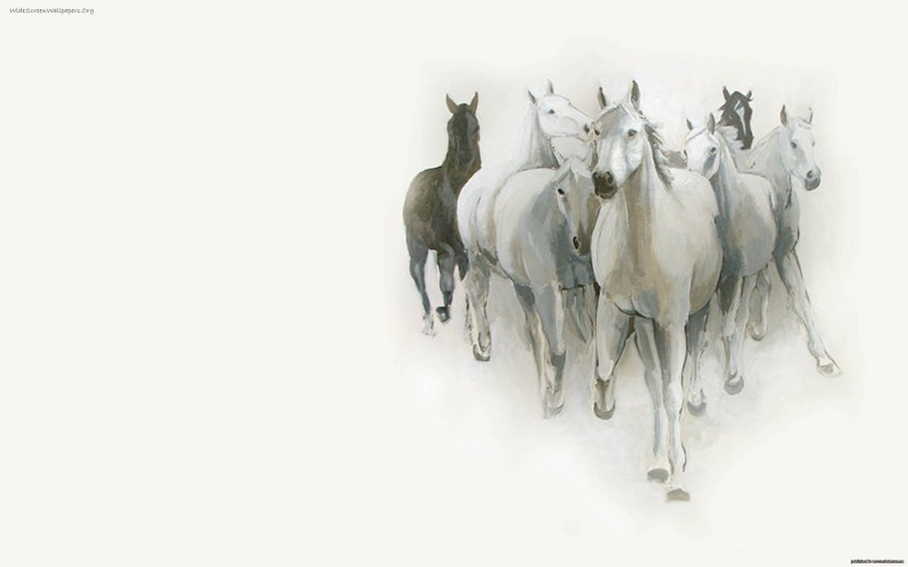 Стадо лошадей на белом фоне