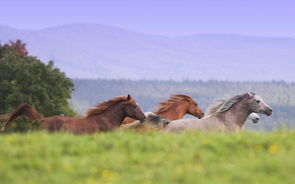 Красивые пейзажи с лошадьми