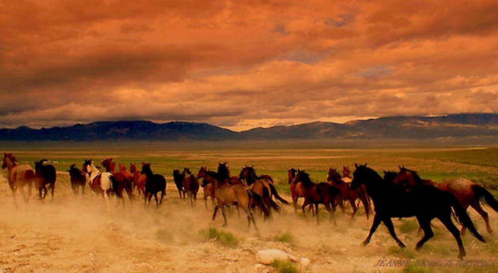 Мустанг в прерии